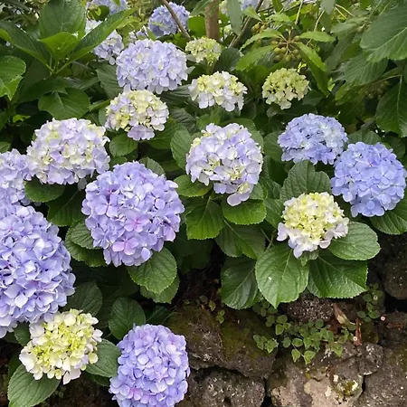 Casa Azul Terceira Island Azores * Fonte do Bustardo